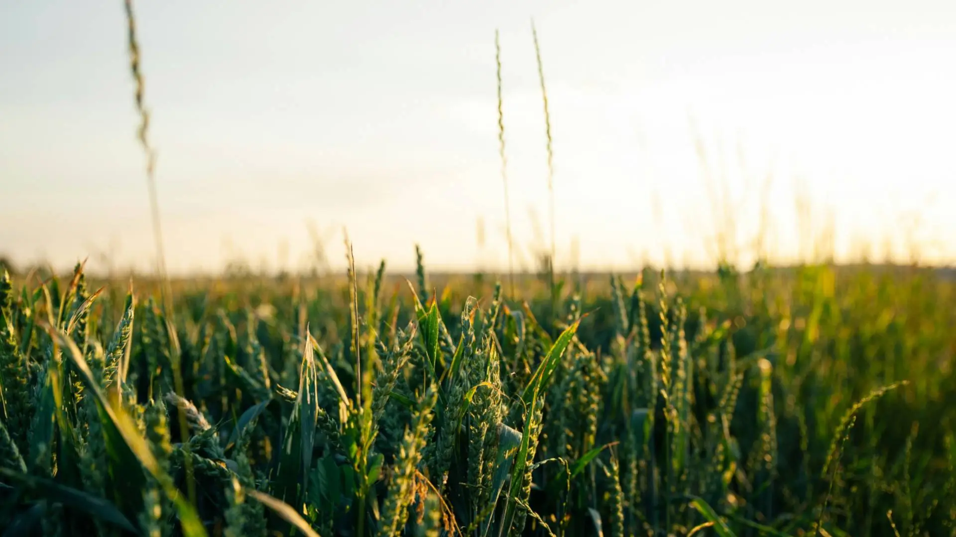 EWS - Case Study Featured Image